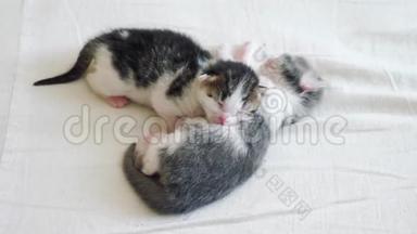 有趣的视频，两只宠物，可爱的新生小猫，睡在生活方式的床上团队合作。 宠物概念宠物概念。 小宠物